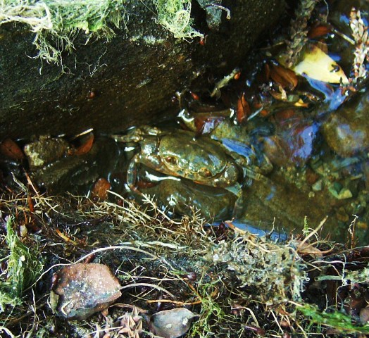 Potamon fluviatile